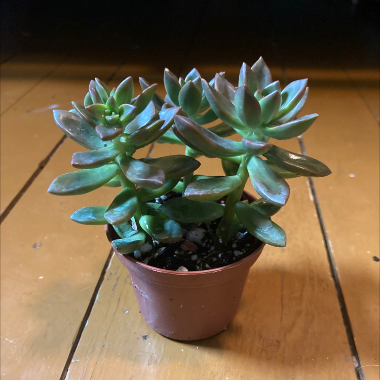 A healthy succulent plant in a small pot on a wooden surface.