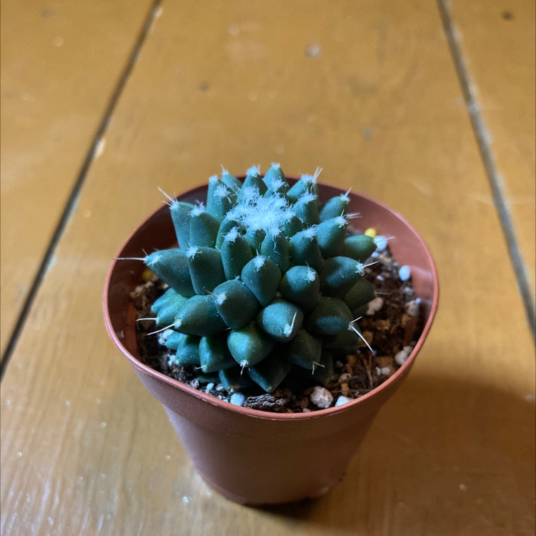 Small Mammillaria Polythele cactus in a pot with visible soil, well-framed and in focus.