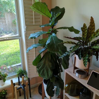 Fiddle Leaf Fig plant in Bryan, Texas