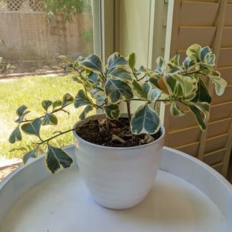 Ficus triangularis 'Variegata' plant in Bryan, Texas