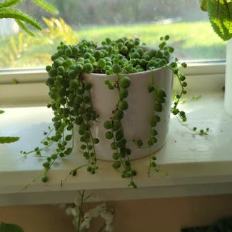 String of Pearls plant in Bryan, Texas