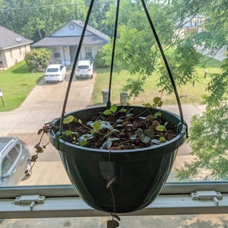 String of Hearts plant in Bryan, Texas