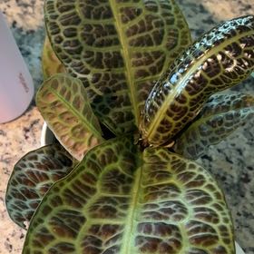 Photo of the plant species Labisia by @SoulfulJade named Marilyn on Greg, the plant care app