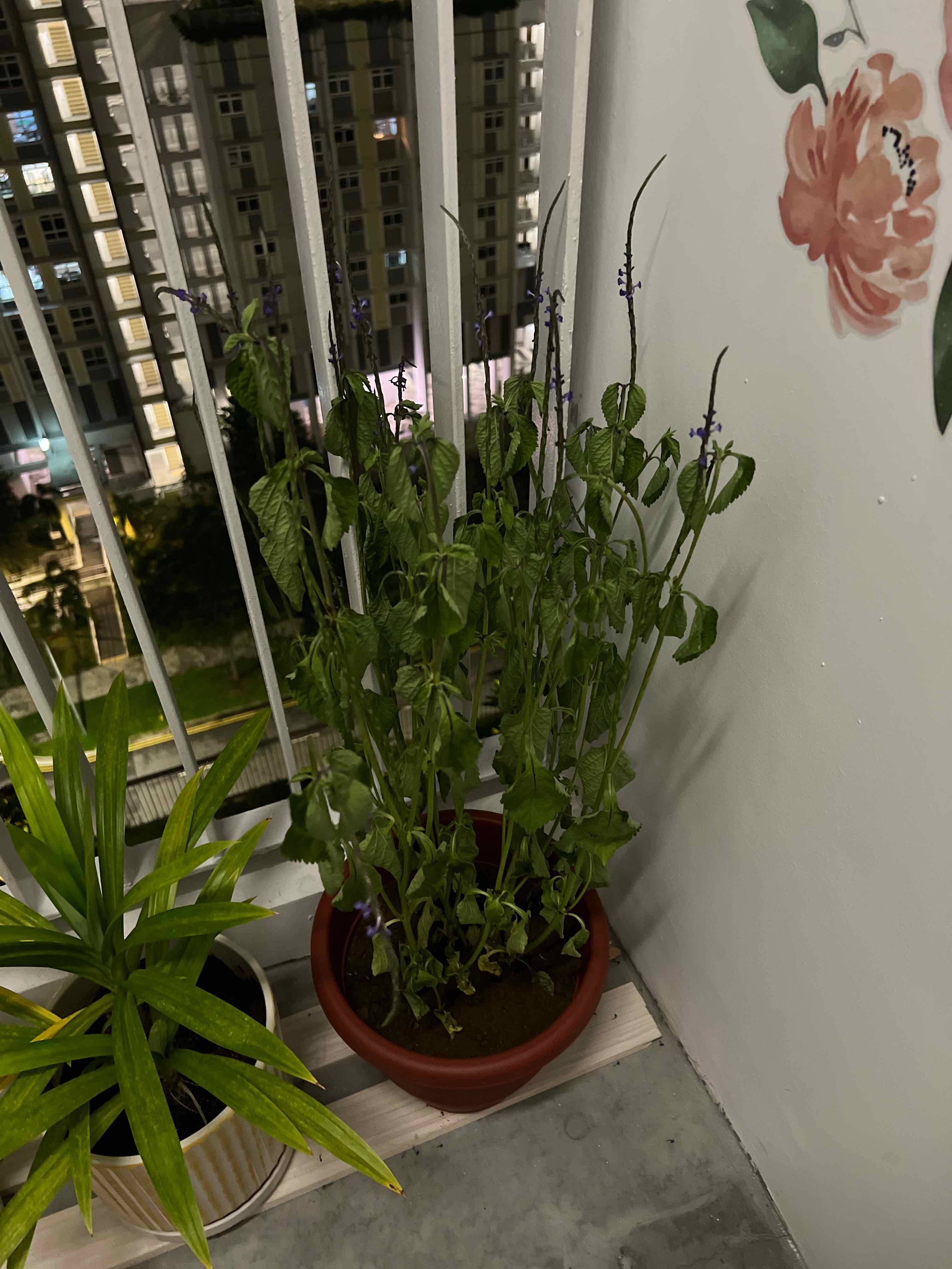 Potted Mealycup Sage plant on an indoor balcony, showing signs of wilting with drooping leaves and stems.