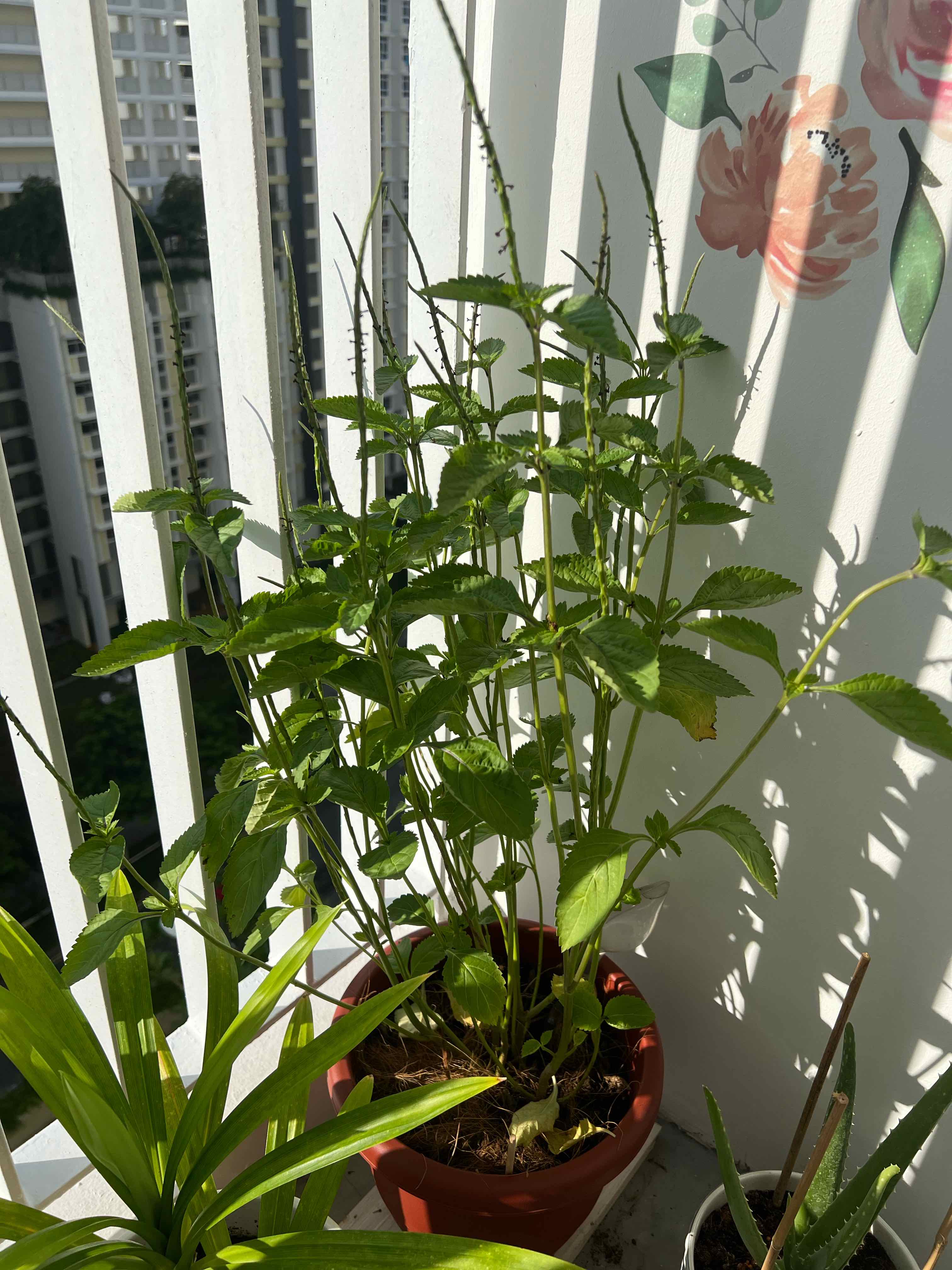 Potted Mealycup Sage plant on a balcony with green leaves, no visible flowers.