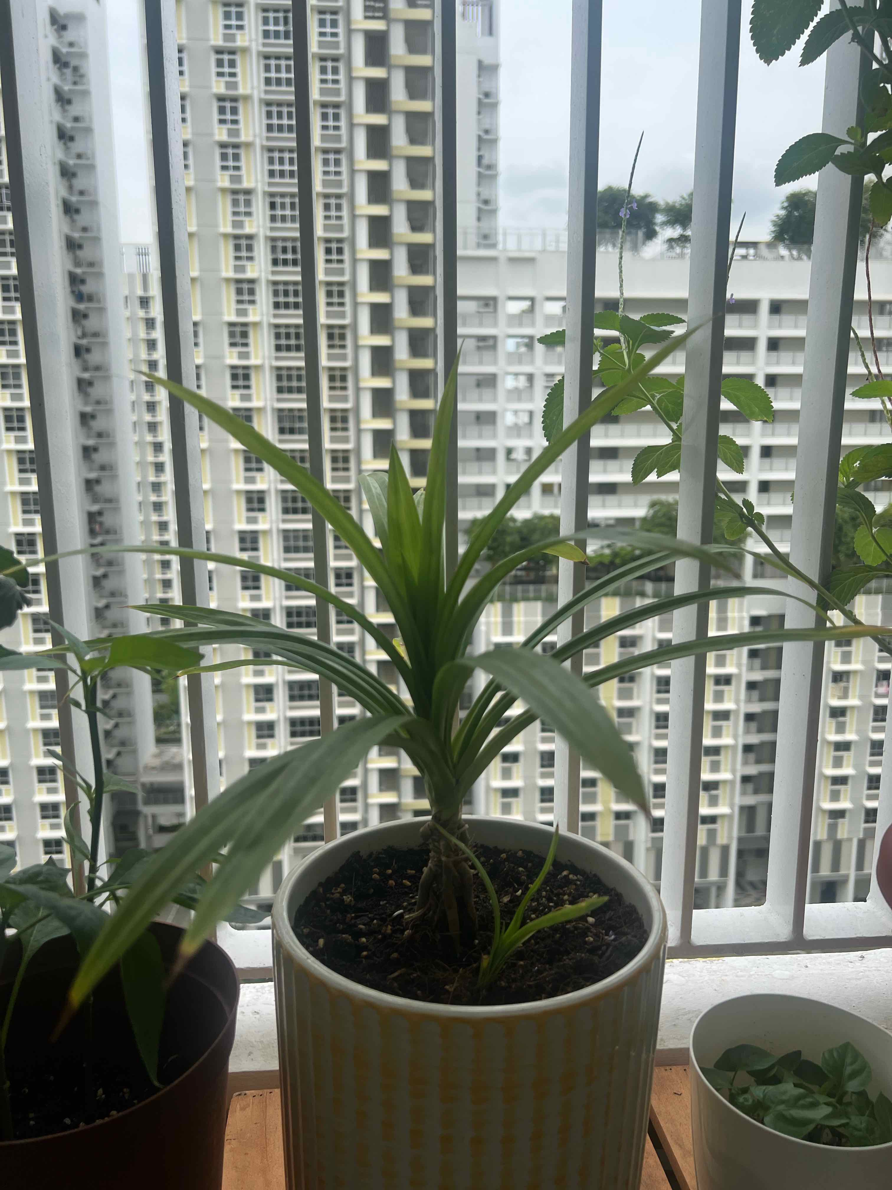 Potted Pandan plant on a balcony with a cityscape background.
