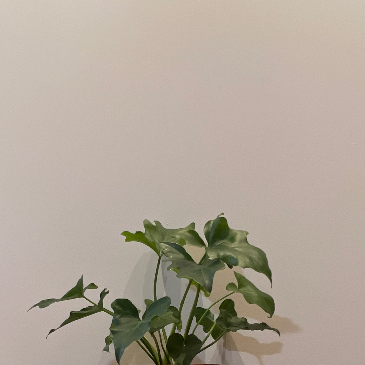Photo of the plant species Philodendron subincisum by @TJY named Philip on Greg, the plant care app