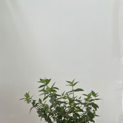 Spearmint plant