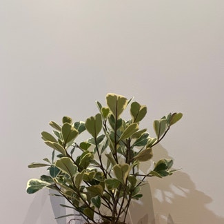Ficus triangularis 'Variegata' plant in Singapore River, Singapore