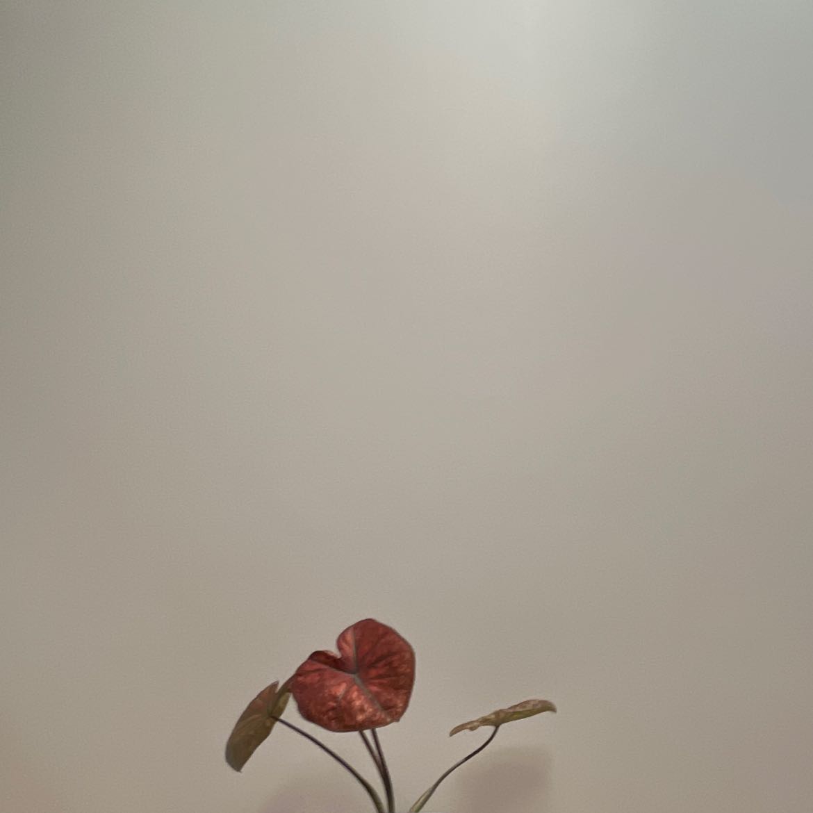 Photo of the plant species Caladium 'Blazing Sun' by @TJY named B Day on Greg, the plant care app