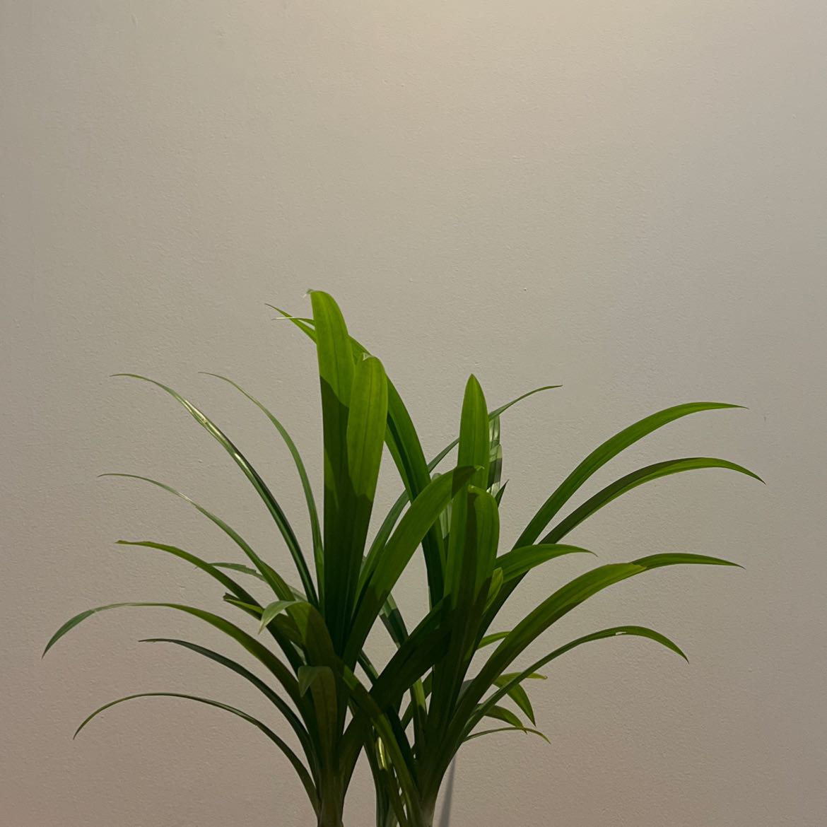 Healthy Pandan plant with long green leaves, well-framed and in focus.