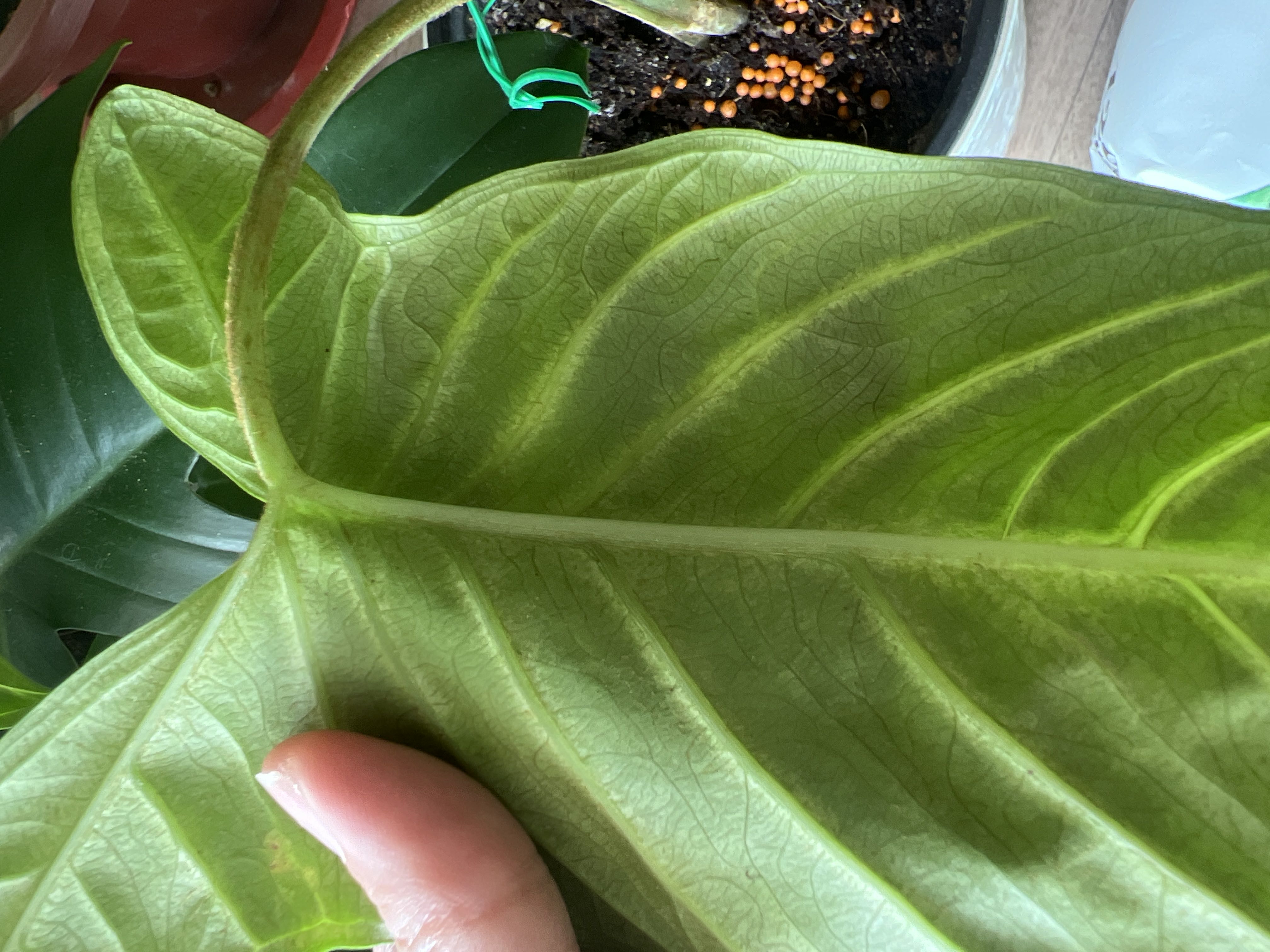 Photo from the post
