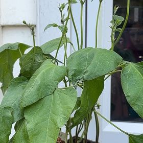 Photo of the plant species Scarlet Runner Bean by @PurelyQuince named Athena on Greg, the plant care app