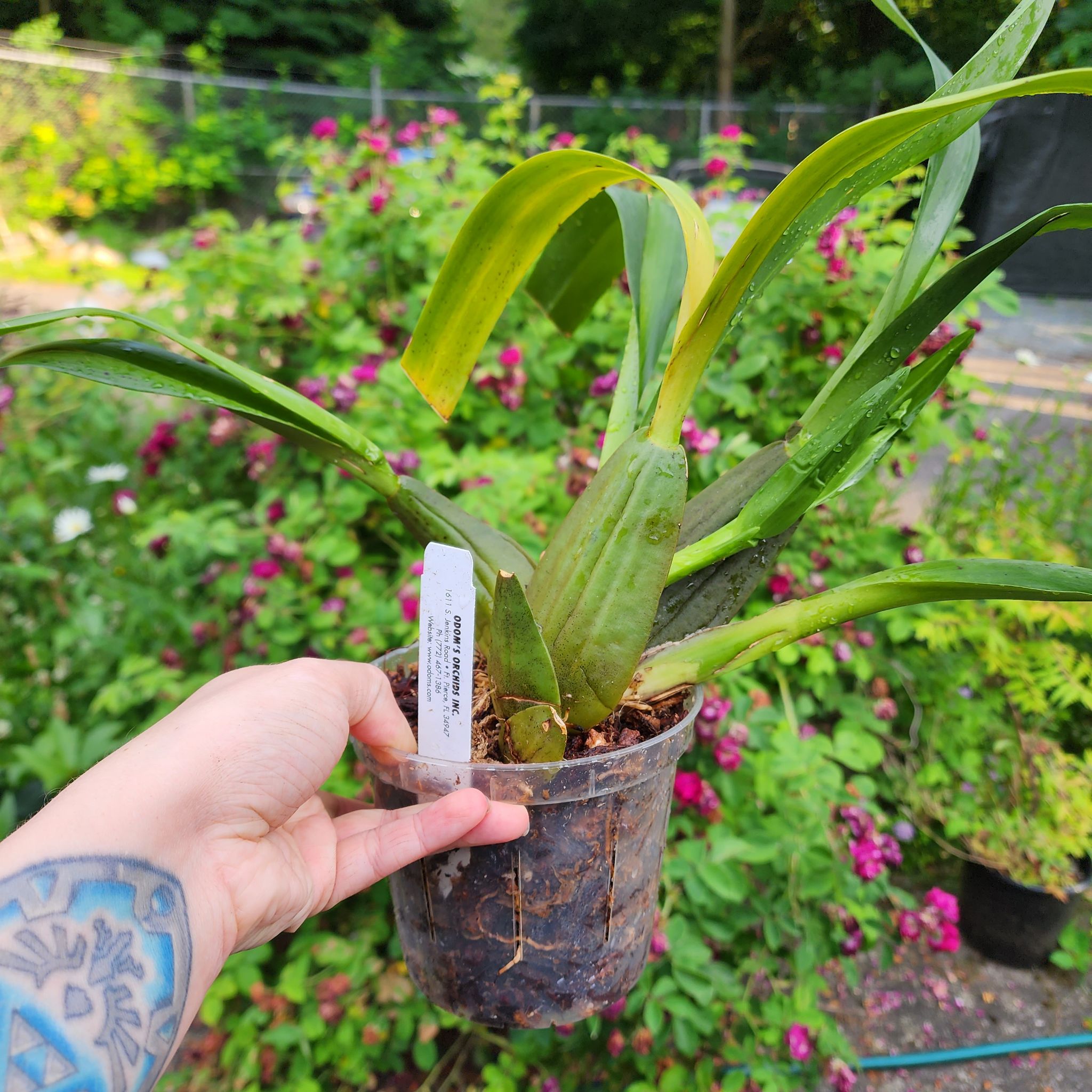Oncidium sharry baby 'Sweet Fragrance' plant held in a plastic pot with visible soil and some yellowing and browning leaves.
