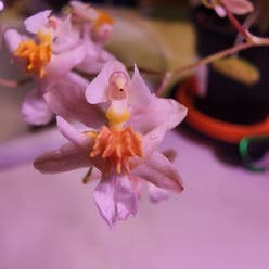 Tsiku Marguerite Orchid plant