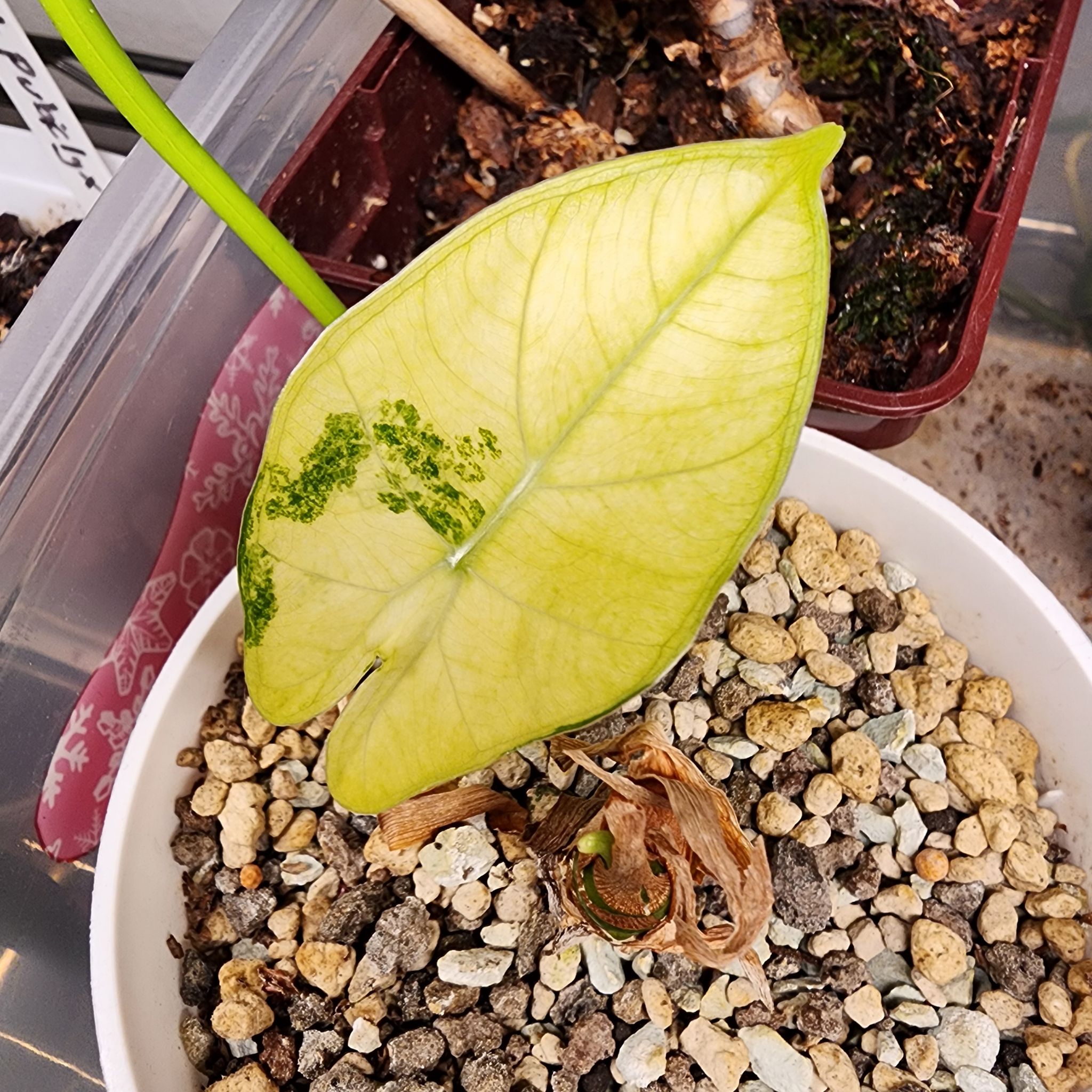 Variegated Alocasia frydek plant with yellowing leaf and visible soil in a pot.