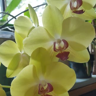 Phalaenopsis Orchid plant in Marysville, Washington