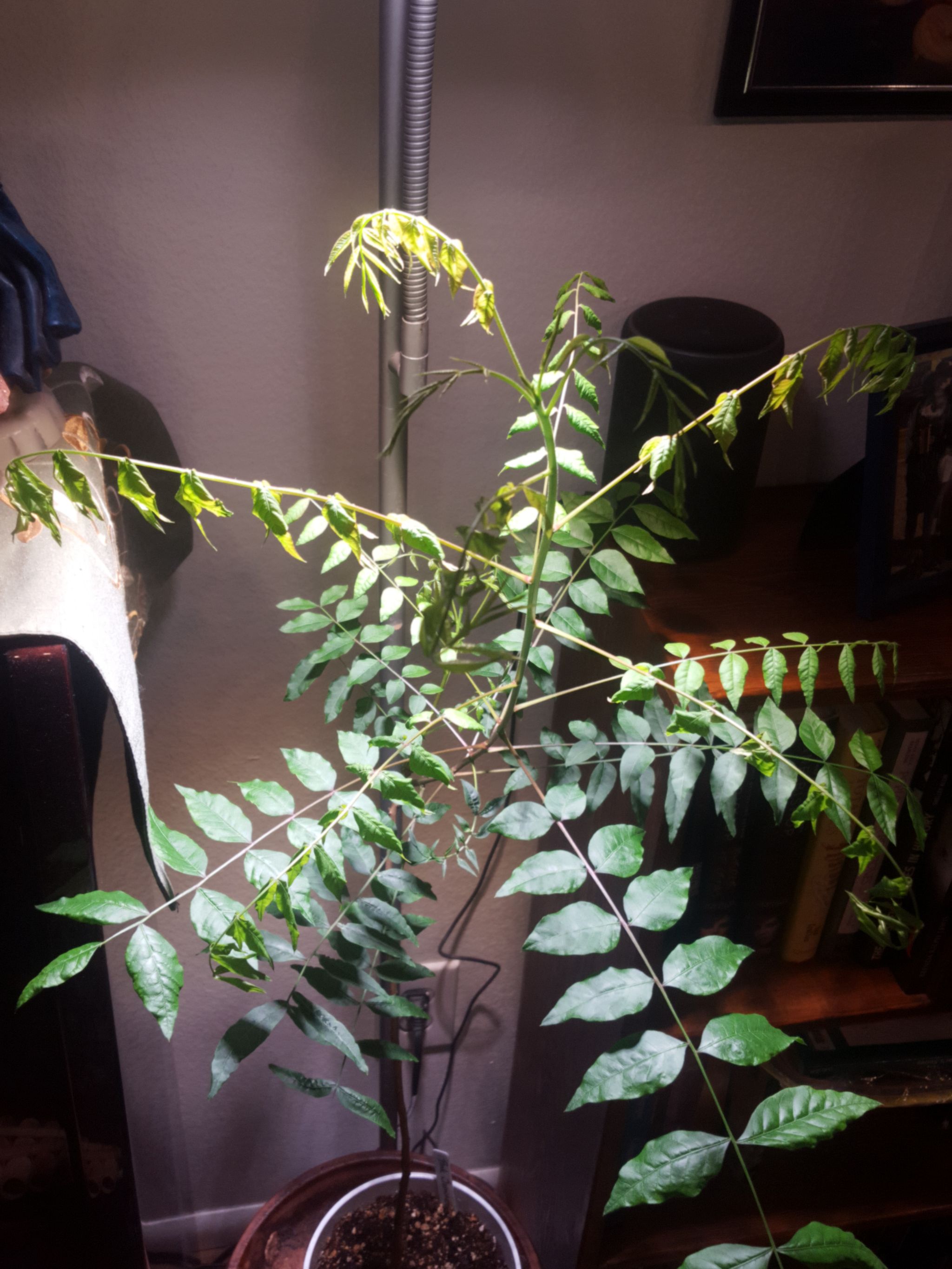 Keep Your Pink Jasmine Alive Light, Water & Care Instructions