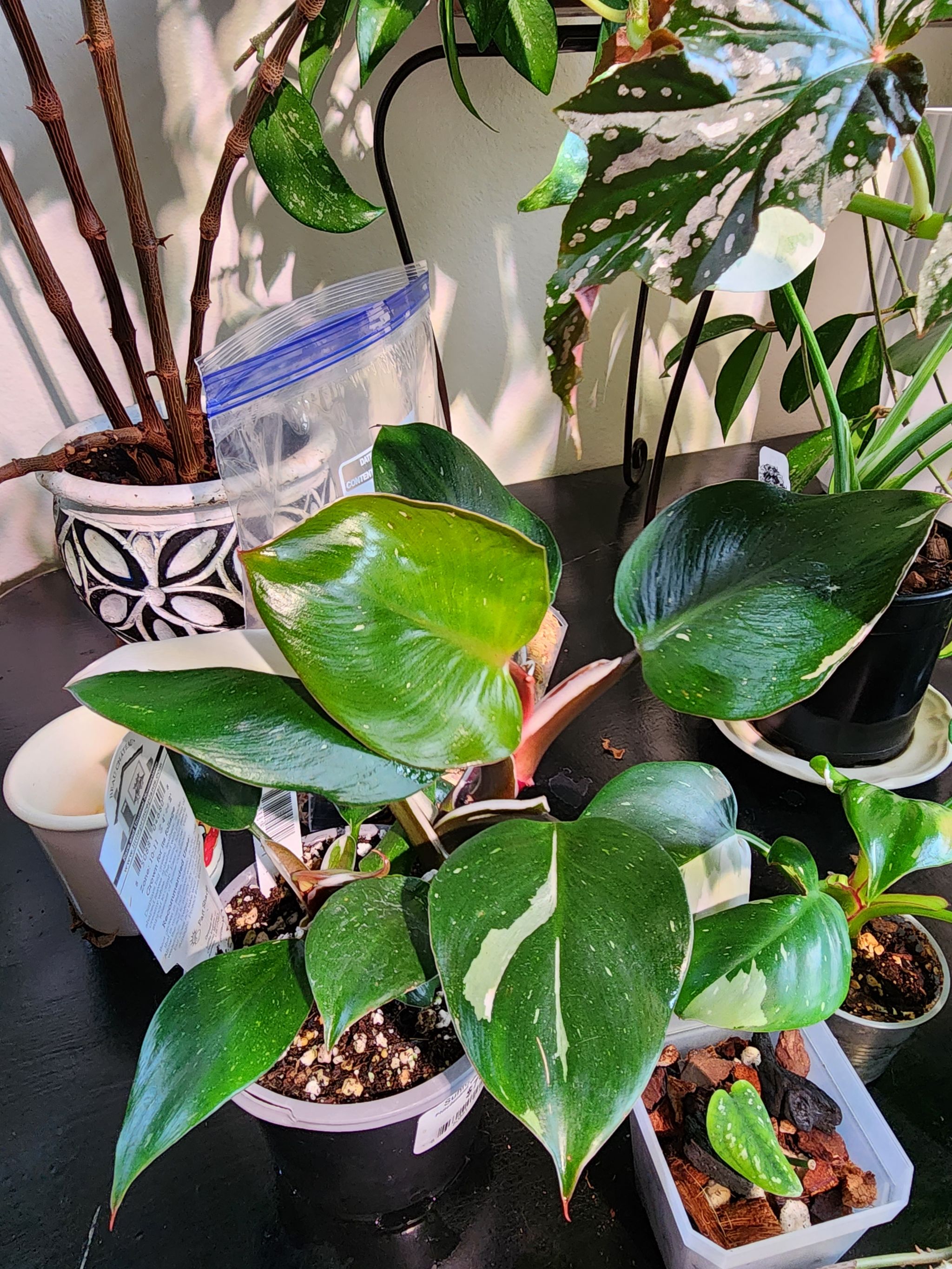 White Knight Philodendron with healthy green and white variegated leaves, multiple plants in background.
