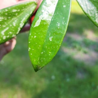 Hoya pubicalyx 'Splash' plant in Marysville, Washington