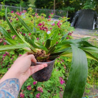 Oncidium sharry baby 'Sweet Fragrance' plant in Marysville, Washington