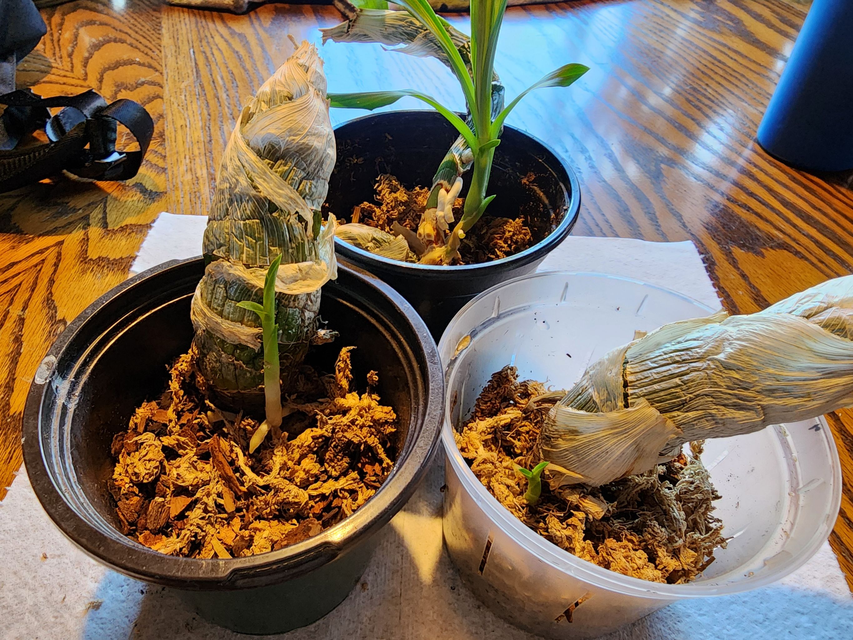 Photo from the post