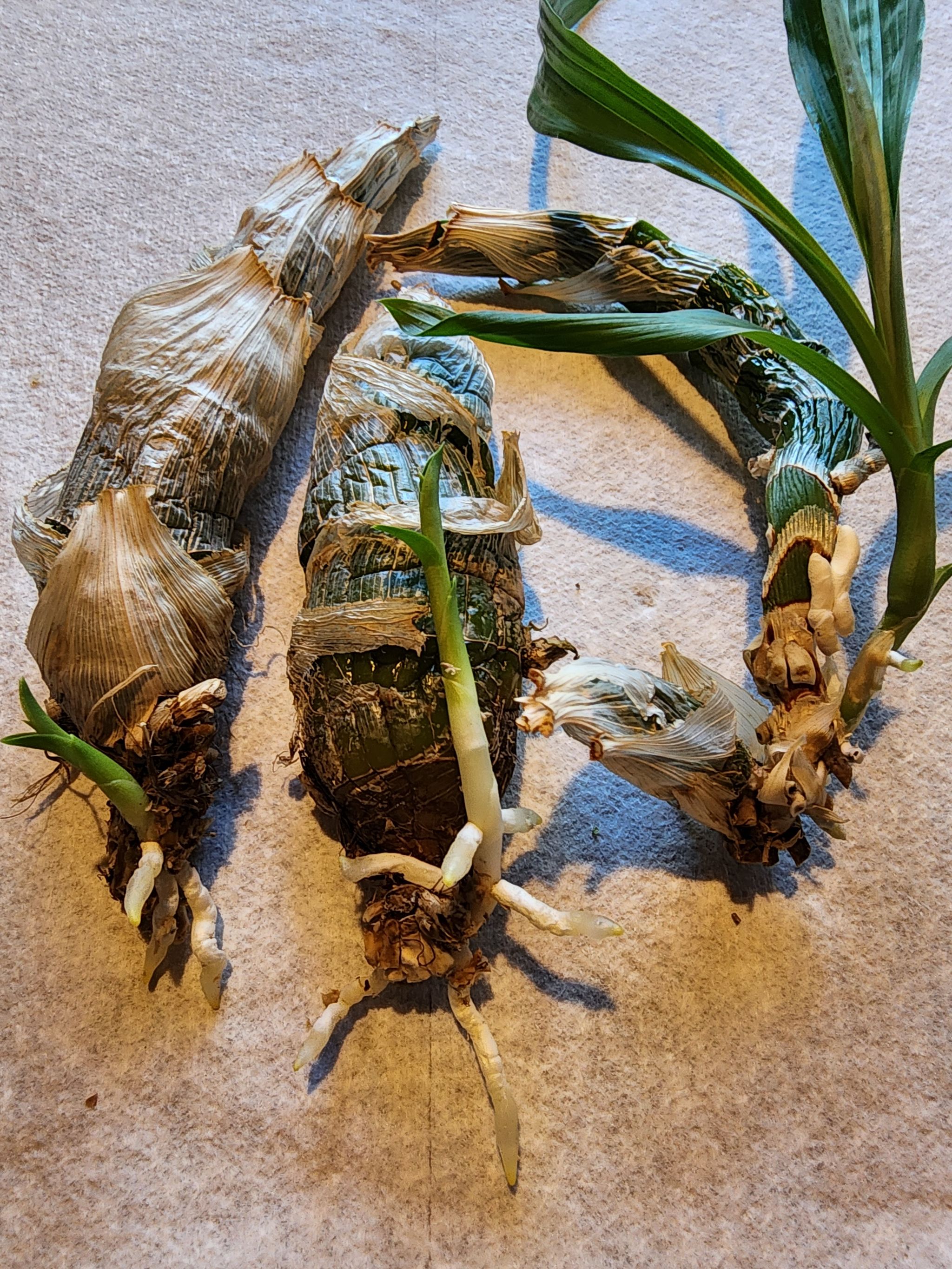 Photo from the post