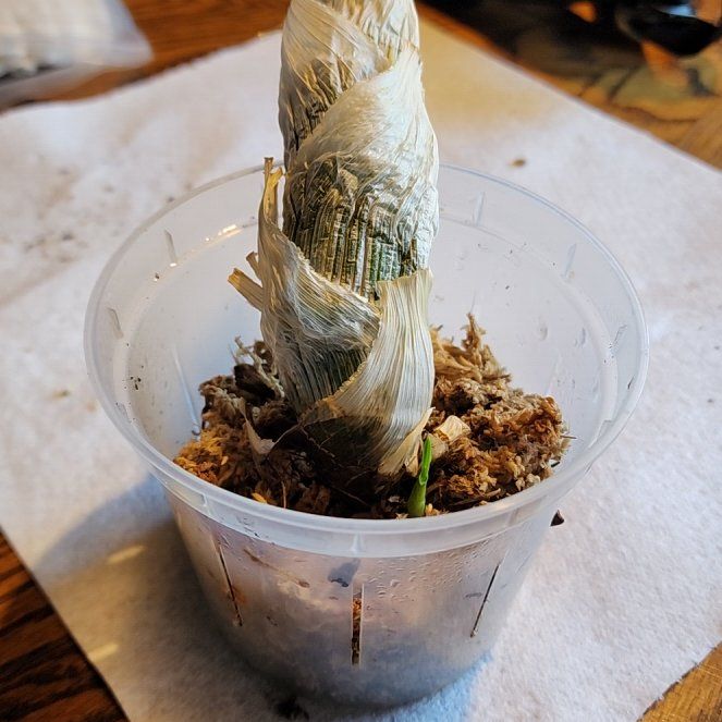 Photo of the plant species witchcraft by @tattedscientist named MMMW 1 on Greg, the plant care app