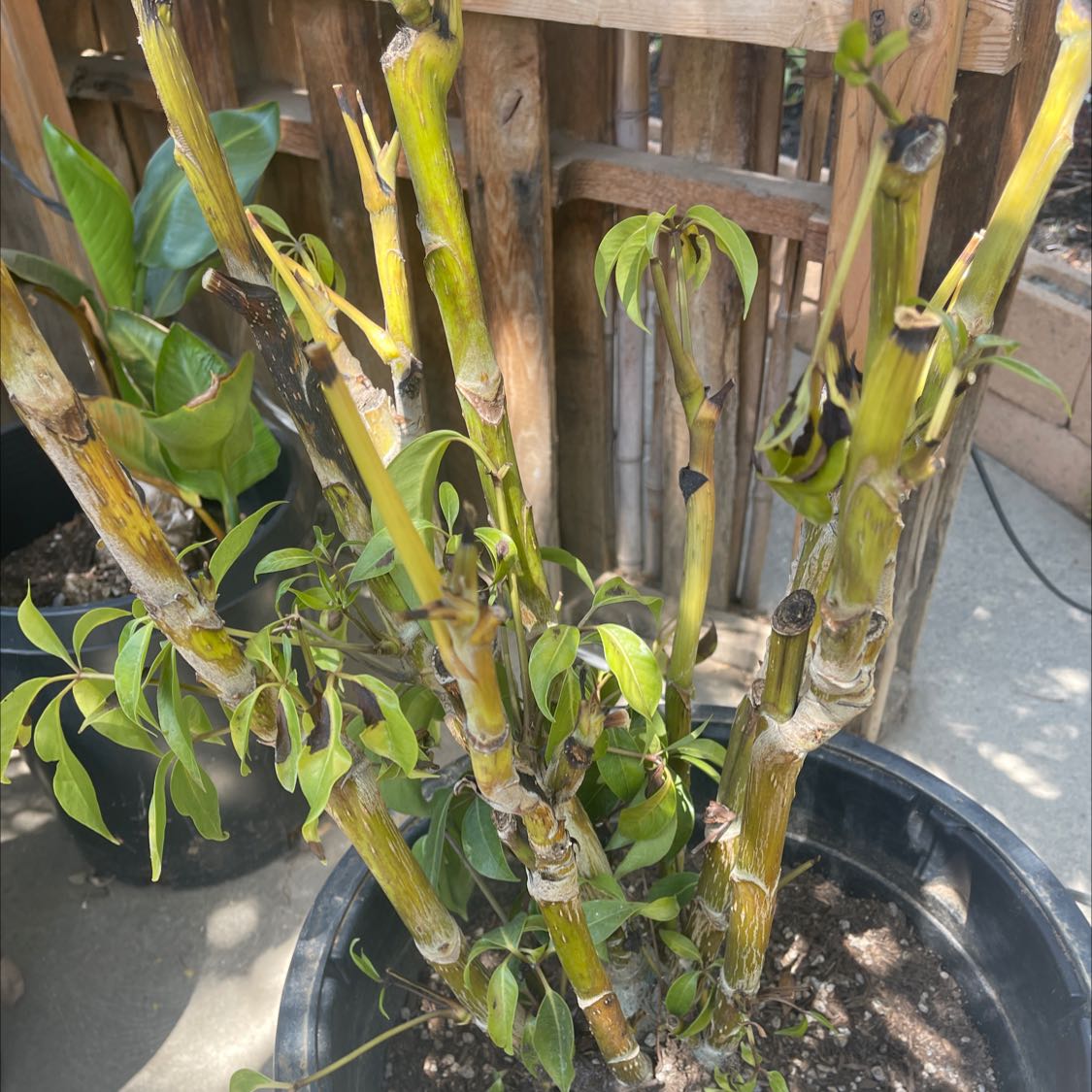 Octopus Tree plant with yellowing and browning stems and leaves in a pot outdoors.