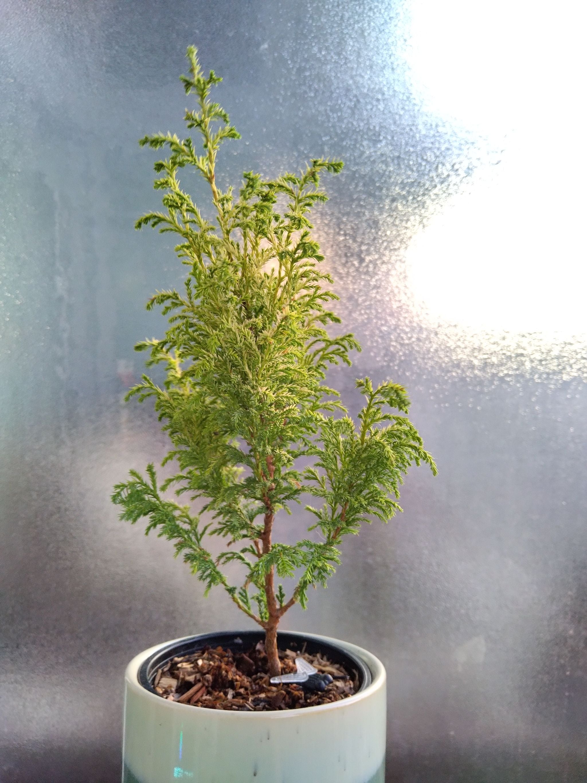 Nootka Cypress 'Green Arrow' Plant Care Water, Light, Nutrients Greg