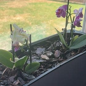 Phalaenopsis Orchid plant in Argyle, Texas