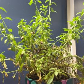 Photo of the plant species Superbells Yellow Chiffon Calibrachoa by @Ajhpage named Pinky on Greg, the plant care app