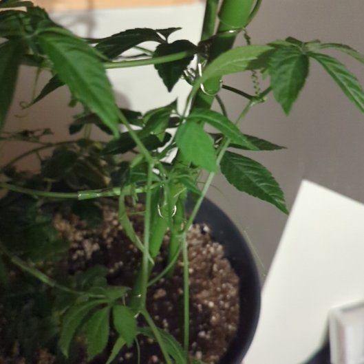 Photo of the plant species Jiaogulan by @AgileGasteria named Osmo on Greg, the plant care app