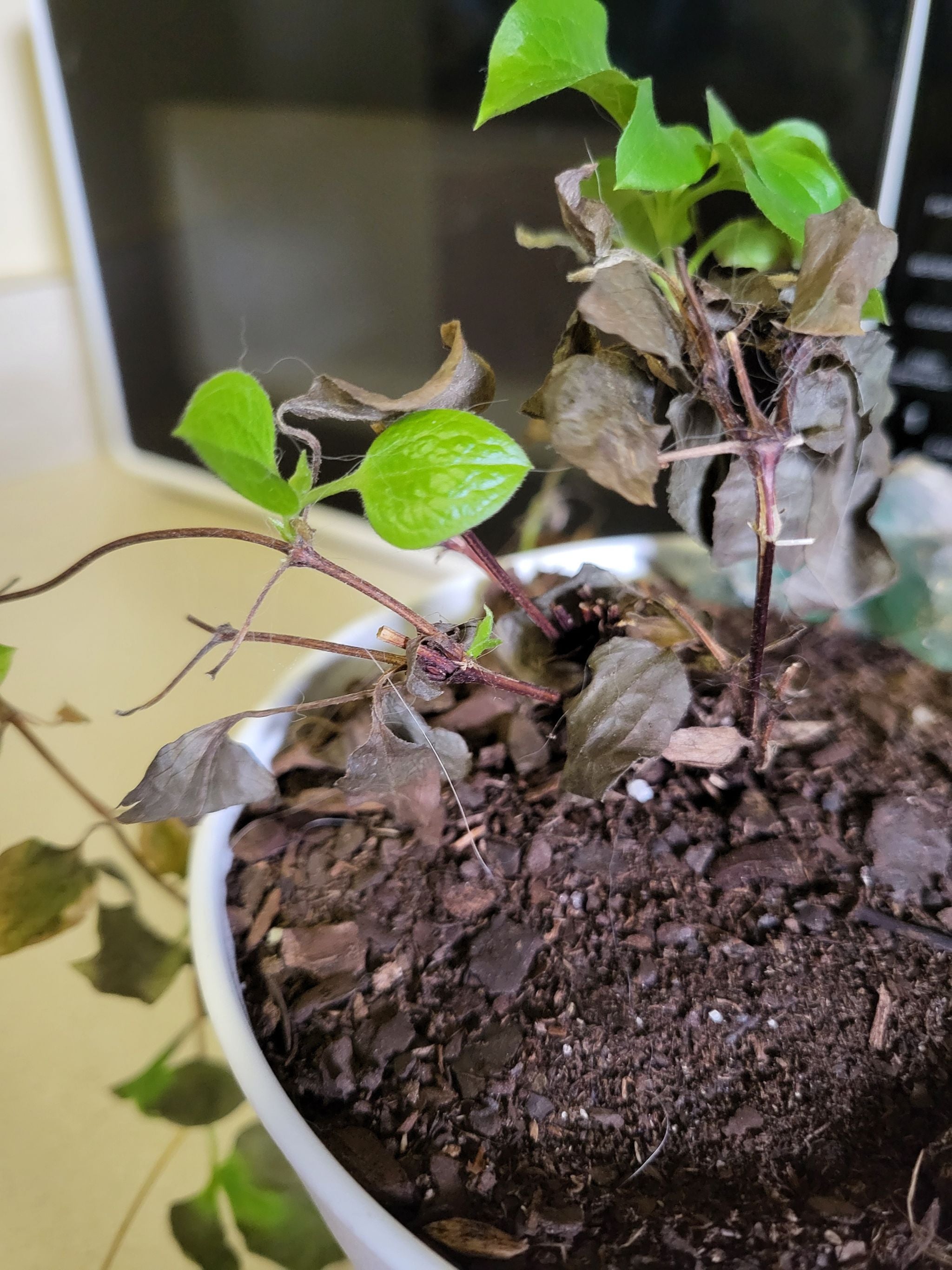 Blue Rambler Care 101 Water, Light & Growing Tips