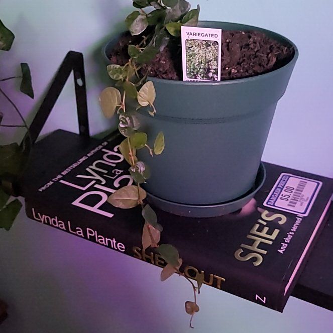 Photo of the plant species Verigated Creeping Fig by @PassionateHope named Kendall on Greg, the plant care app