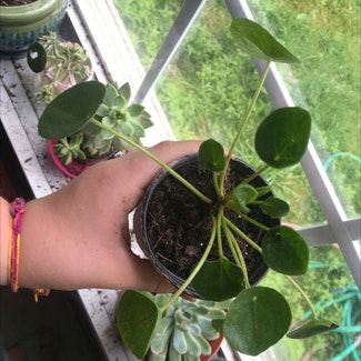 Chinese Money Plant plant in Jackson, Kentucky