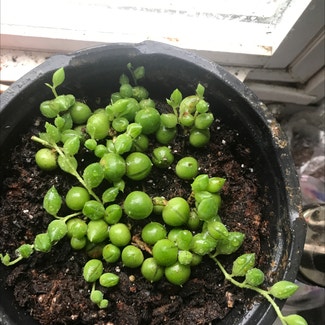 String of Pearls plant in Jackson, Kentucky