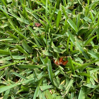 St. Augustine Grass plant in Somewhere on Earth