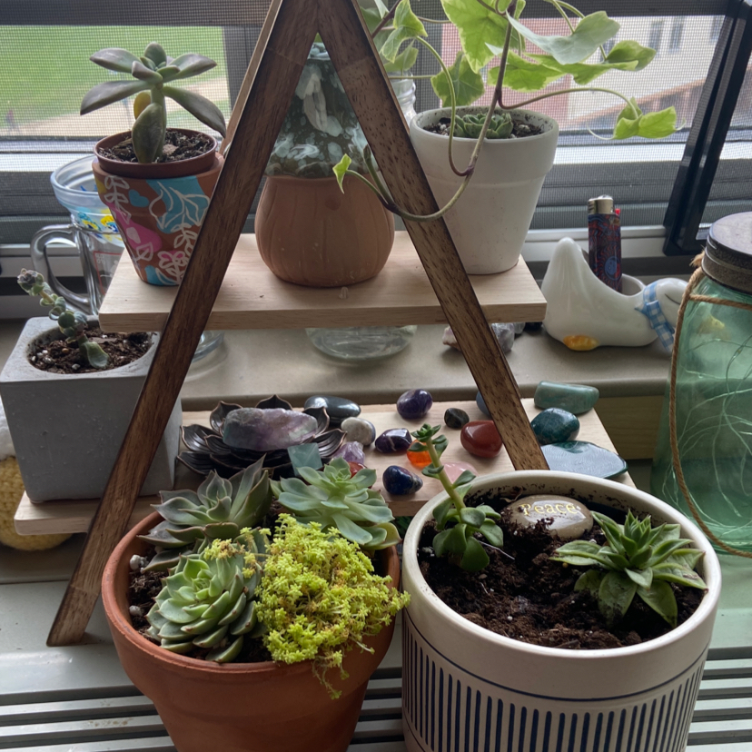 Photo of the plant species succulent by @AlyssaKaps named Succs on Greg, the plant care app