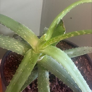 Aloe vera plant photo by @Crazyplantlady7 named Dustin on Greg, the plant care app.