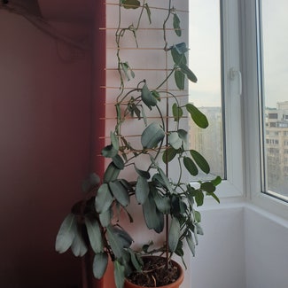 Stephanotis plant in București, București