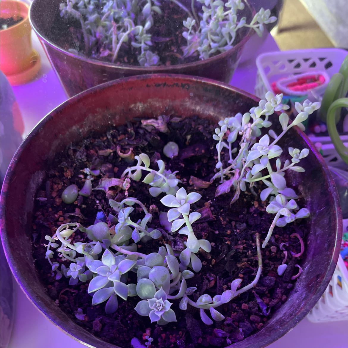 Potted Purdy's Stonecrop plant with small, fleshy leaves. Soil is visible.