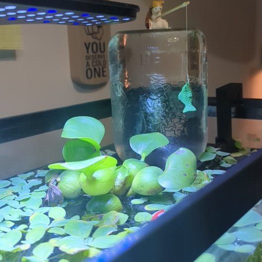 Photo of the plant species Common Water-Hyacinth by @Karma named Sherlock on Greg, the plant care app