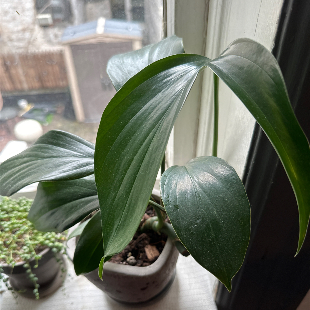 Rhaphidophora decursiva plant with glossy green leaves near a window.