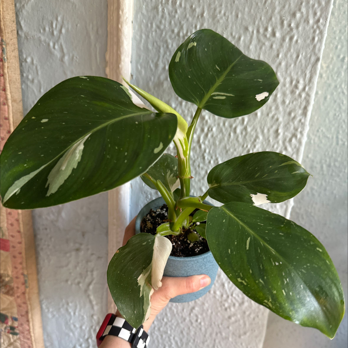 Philodendron 'White Princess' plant with variegated leaves held in a blue pot.