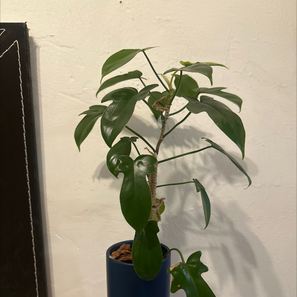 Photo of the plant species Rudolph Philodendron by @Bmazzu named Georgina on Greg, the plant care app