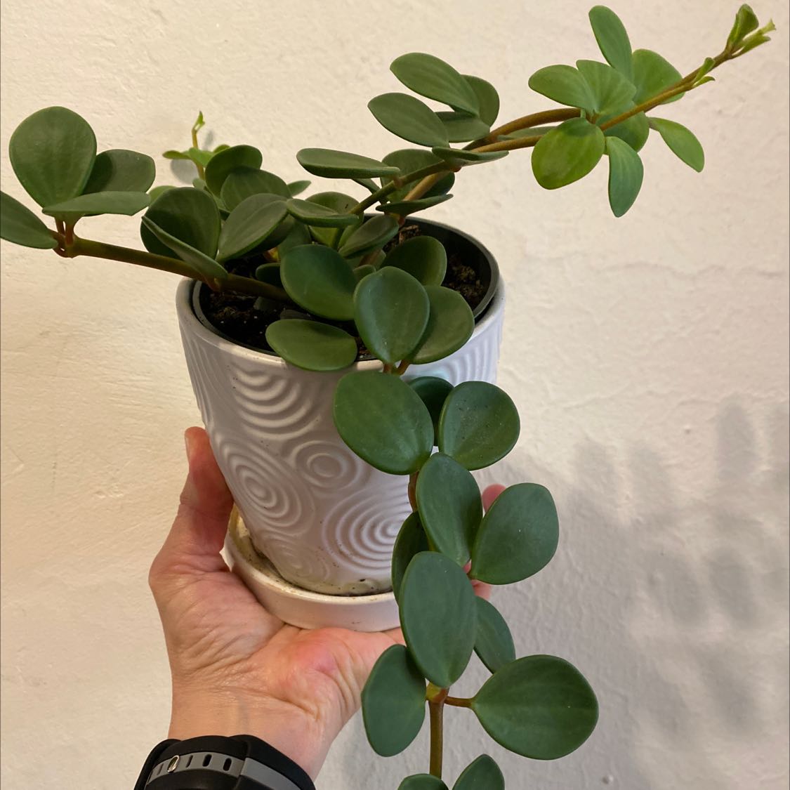 Healthy Low Peperomia plant in a decorative pot, held by a hand.