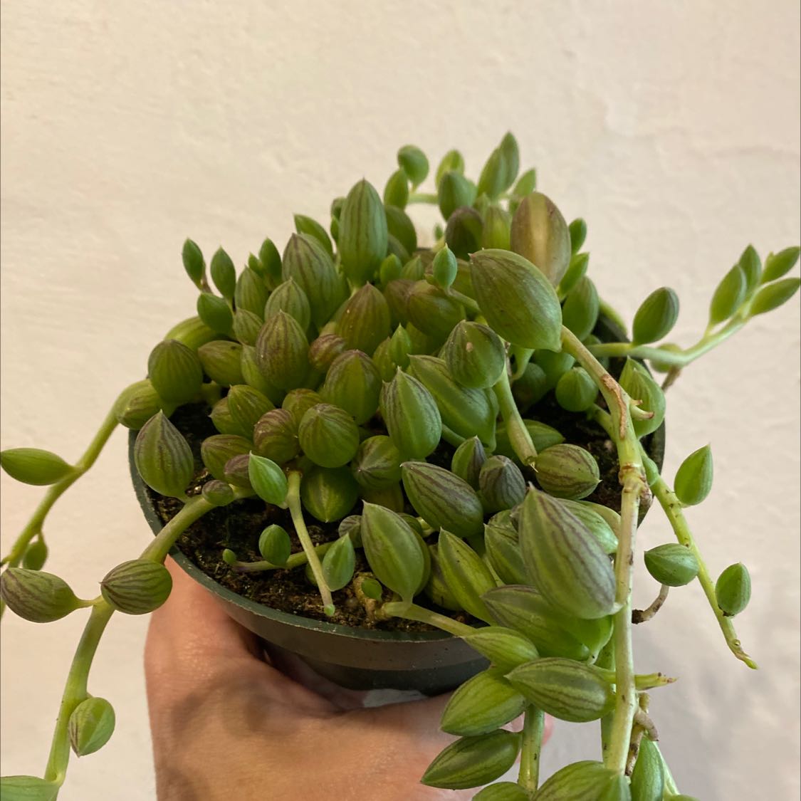 String of Watermelons plant in a pot, held by a hand.