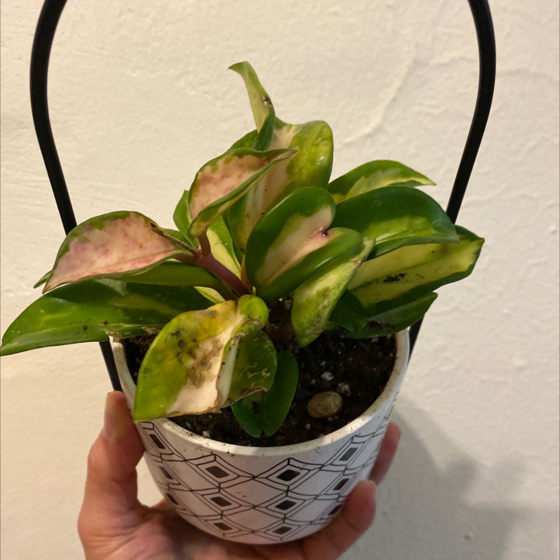 Hoya Carnosa Tricolor plant in a decorative pot with variegated leaves, some browning and black spots visible.