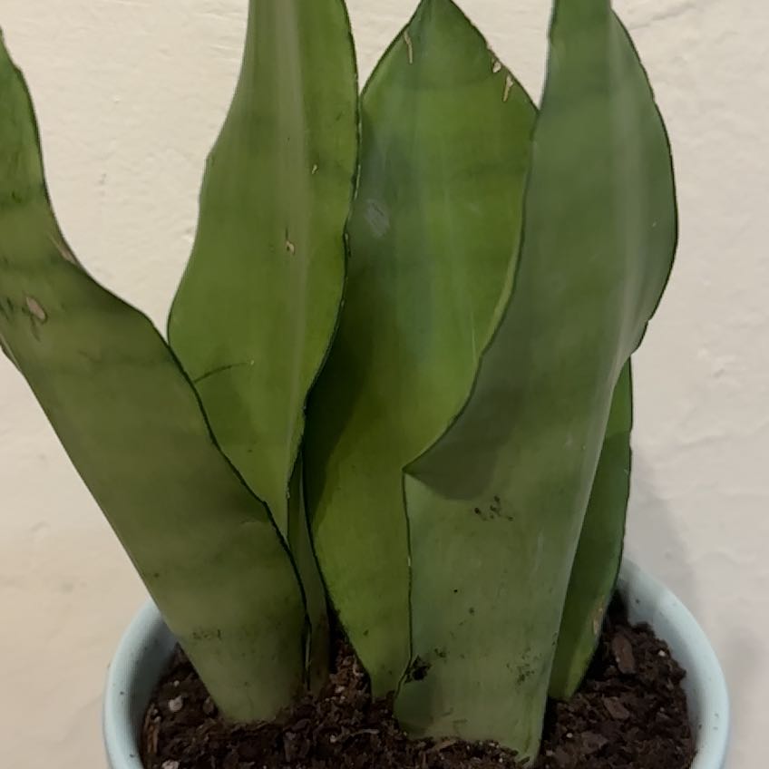 Silver Snake Plant with upright leaves in a pot with visible soil.